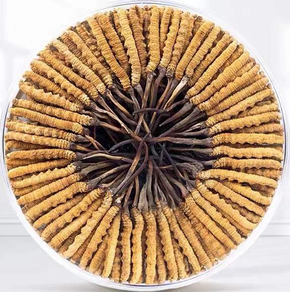 临海冬虫夏草回收